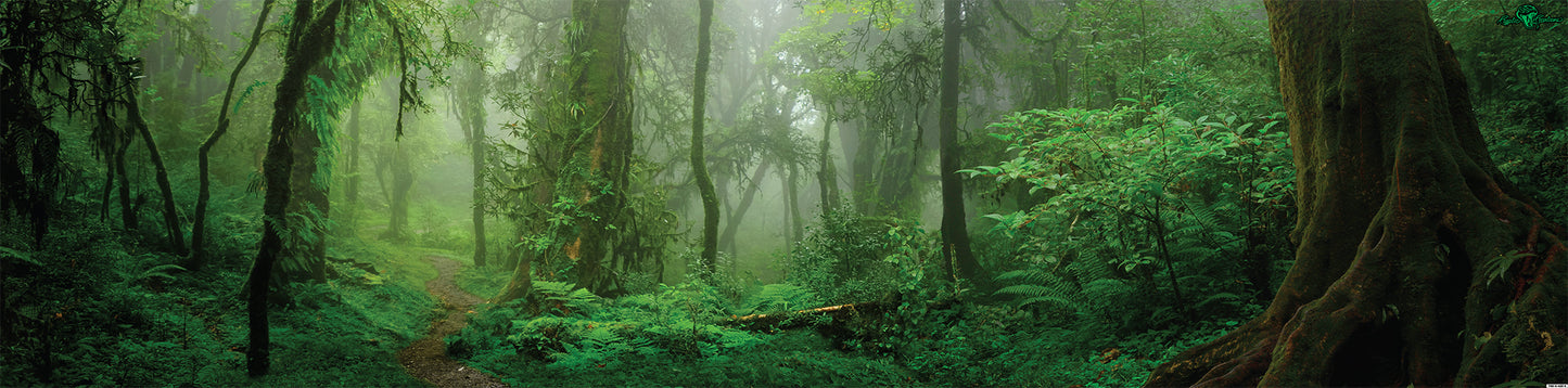 Tropical B 6x2x2 Background